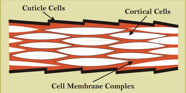 Cell Membrane Cortex