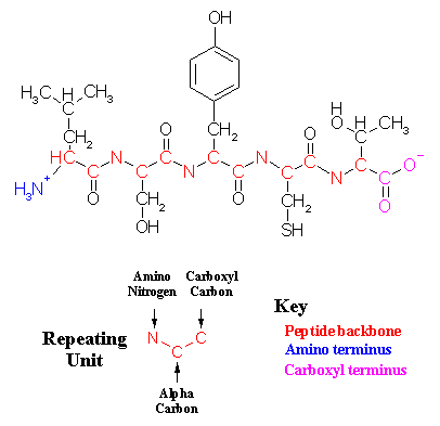 chemical structure of wool