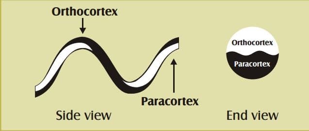 orthocortex & paracortex