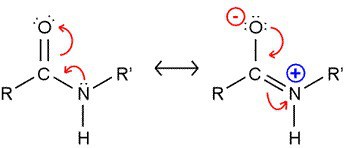 peptide-bond (double bond character)