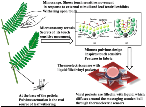 A Scheme Showing Touch Sensitive Apparel Design Inspired by Touch Me Not Mimosa Sps. Pulvinus Features