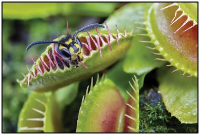 Bug Eating Plant Venus Flytrap