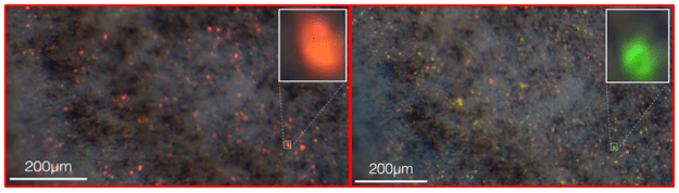 Changing the Distance between Crystals by Stretching and Contracting Leads to Reflection of Different Wavelength of Light (Change in Color)