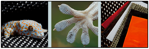 Gecko Its feet Geckskin A New Super Adhesive Based Fabric on the Mechanics of Gecko Feet