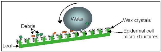 Lotus Effect Mechanism