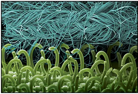 Microscopic Image of Tiny Hooks Found in Cockleburs Clinging to a Fabric