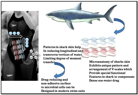 Mimicking Patterns of Shark Skin