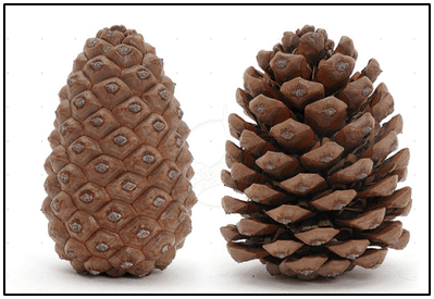 Opening and Closing of the Scales of Pine Cone