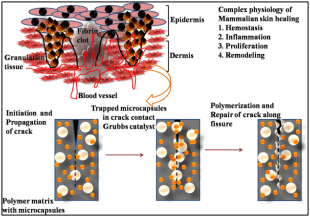 Self-Healing Fabric Design Inspired by Nature’s Self-Healing Mechanism in Mammalian Tissue