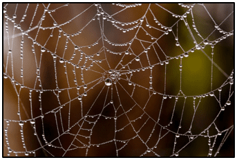 Spider Silk