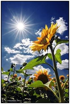 Sunflower tracking the sun s direction
