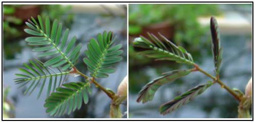 The sensitive fern has its leaves open left until they are touched right