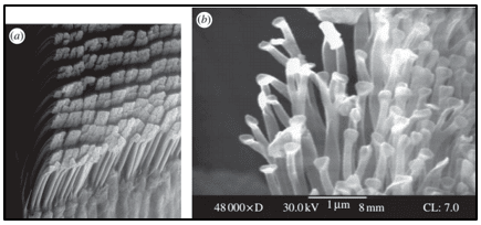 a SEM Image Showing Rows of Setae on the Bottom of Gecko s Foot b SEM of Spatulae on a Gecko s Foot