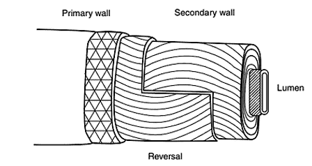fibril structure of cotton fiber 