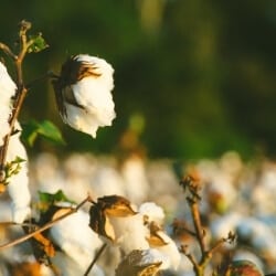 what is Cotton Plant