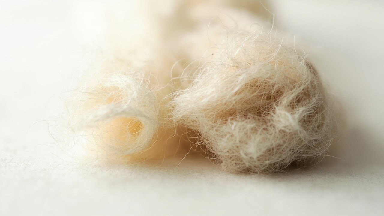 Microscopic comparison showing fine cashmere fibers alongside standard wool fibers demonstrating diameter difference
