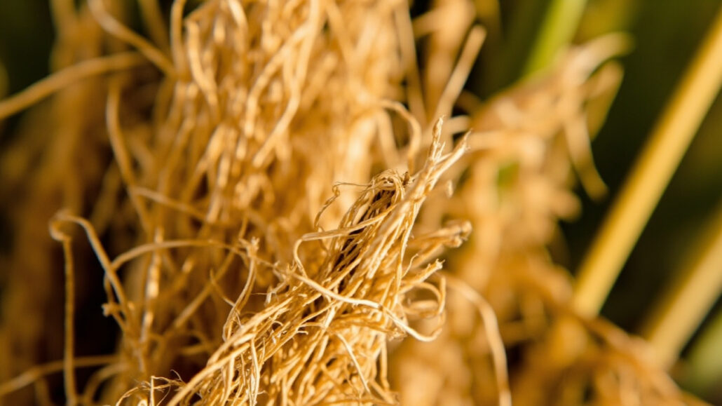 What Is Jute Fabric? Properties, Uses, and Care