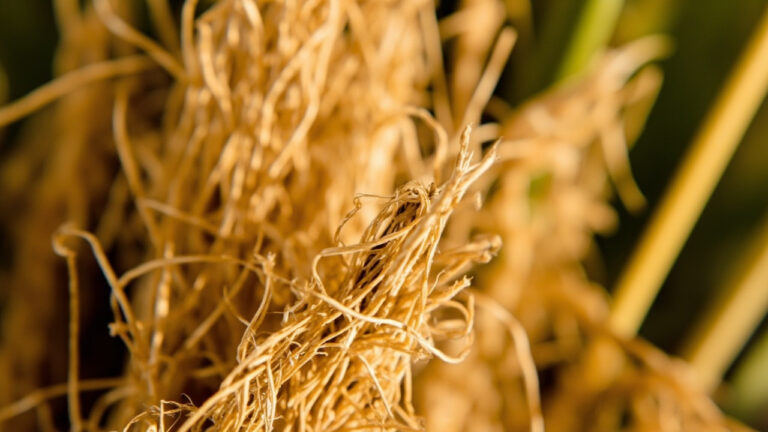 Raw golden jute bast fibers bundled together showing the natural texture and structure of jute fabric material